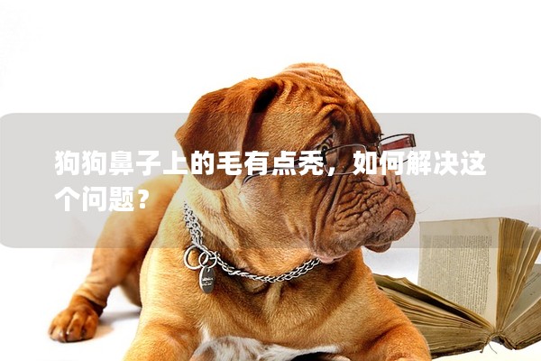 狗狗鼻子上的毛有點(diǎn)禿，如何解決這個(gè)問題？
