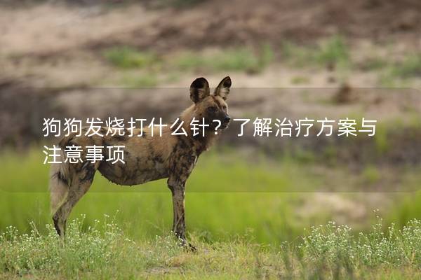 狗狗發燒打什么針？了解治療方案與注意事項