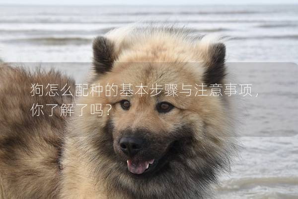 狗怎么配種的基本步驟與注意事項(xiàng)，你了解了嗎？