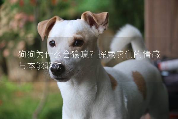 狗狗為什么會(huì)狼嚎？探索它們的情感與本能驅(qū)動(dòng)