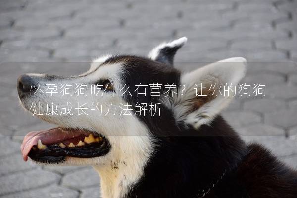 懷孕狗狗吃什么有營養(yǎng)？讓你的狗狗健康成長的方法解析