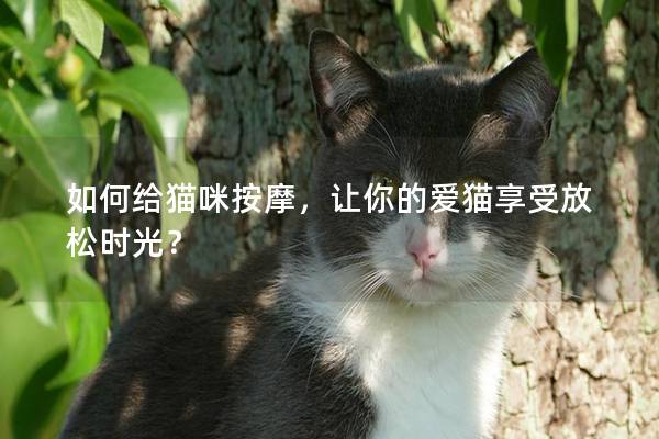 如何給貓咪按摩，讓你的愛貓享受放松時光？