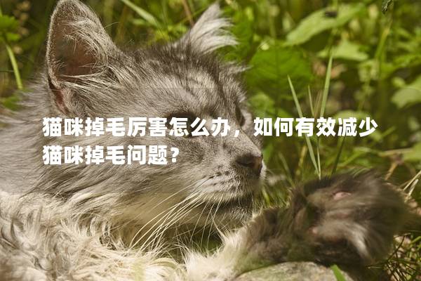 貓咪掉毛厲害怎么辦，如何有效減少貓咪掉毛問題？