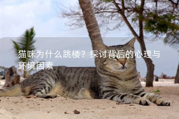 貓咪為什么跳樓？探討背后的心理與環(huán)境因素