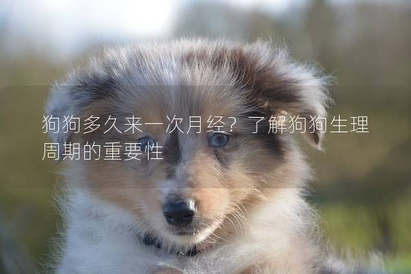 狗狗多久來一次月經？了解狗狗生理周期的重要性
