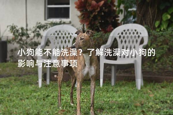 小狗能不能洗澡？了解洗澡對小狗的影響與注意事項