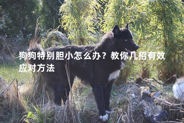 狗狗特別膽小怎么辦？教你幾招有效應對方法