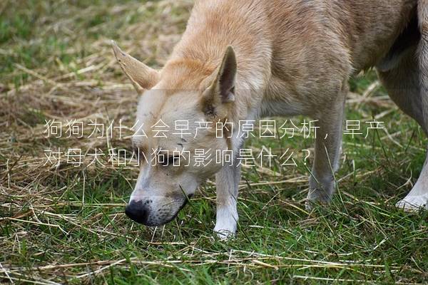 狗狗為什么會早產的原因分析，早產對母犬和小狗的影響是什么？