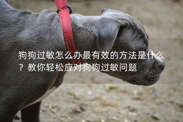 狗狗過敏怎么辦最有效的方法是什么？教你輕松應(yīng)對(duì)狗狗過敏問題