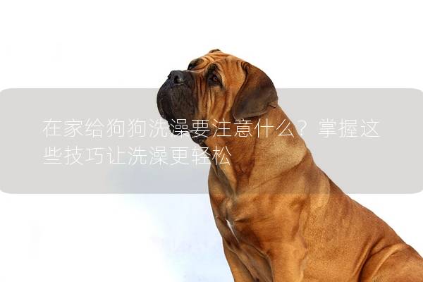 在家給狗狗洗澡要注意什么？掌握這些技巧讓洗澡更輕松