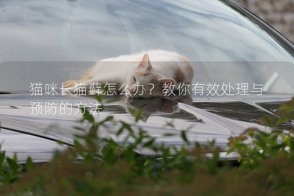 貓咪長(zhǎng)貓?zhí)\怎么辦？教你有效處理與預(yù)防的方法