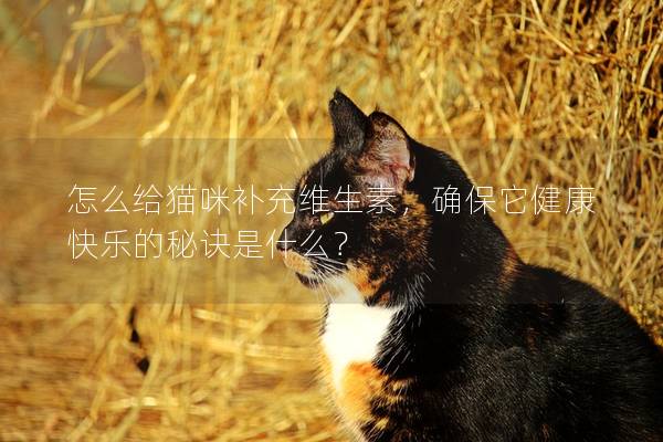怎么給貓咪補充維生素，確保它健康快樂的秘訣是什么？