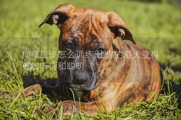 狗狗應(yīng)該怎么訓(xùn)練,讓你的愛(ài)犬變得更加聽(tīng)話和聰明