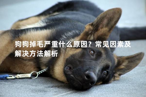 狗狗掉毛嚴重什么原因?常見因素及解決方法解析 狗狗掉毛嚴重什么原因?常見因素及解決方法解析