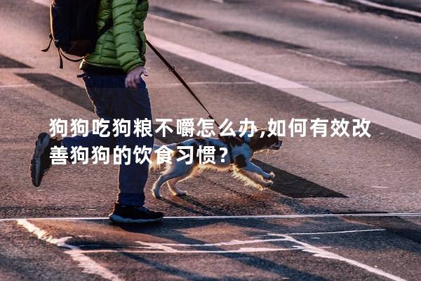 狗狗吃狗糧不嚼怎么辦,如何有效改善狗狗的飲食習慣？