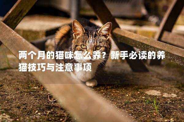 兩個月的貓咪怎么養？新手必讀的養貓技巧與注意事項