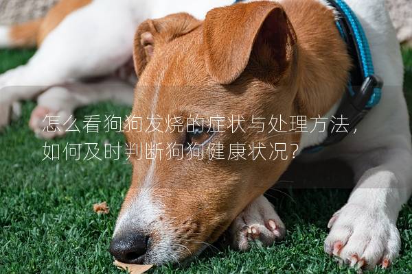 怎么看狗狗發燒的癥狀與處理方法，如何及時判斷狗狗健康狀況？