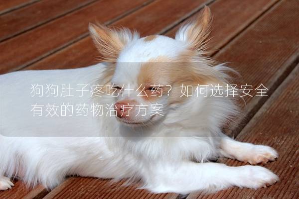 狗狗肚子疼吃什么藥？如何選擇安全有效的藥物治療方案
