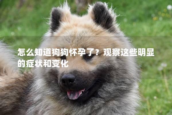 怎么知道狗狗懷孕了？觀察這些明顯的癥狀和變化