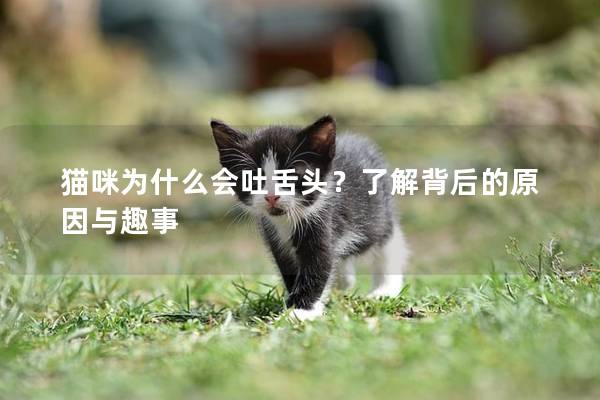 貓咪為什么會吐舌頭？了解背后的原因與趣事