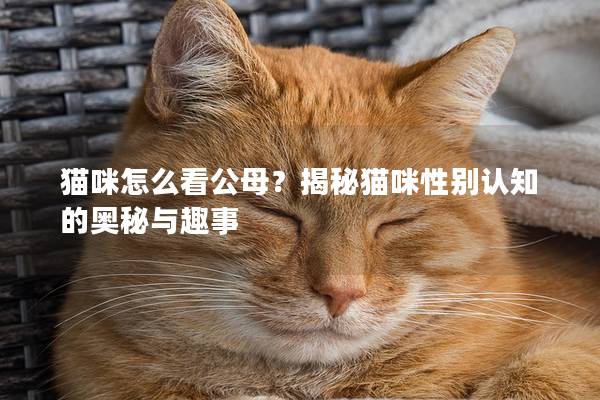 貓咪怎么看公母？揭秘貓咪性別認(rèn)知的奧秘與趣事