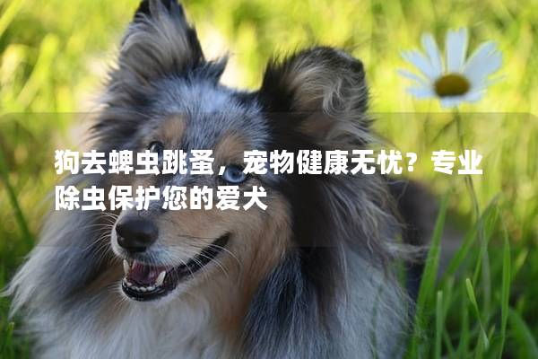 狗去蜱蟲跳蚤,寵物健康無憂?專業除蟲保護您的愛犬 狗去蜱蟲跳蚤,寵物健康無憂?專業除蟲保護您的愛犬