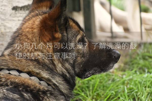 小狗幾個月可以洗澡？了解洗澡的最佳時機與注意事項