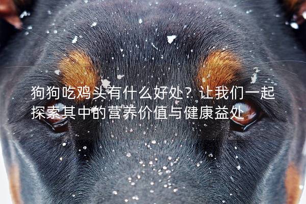 狗狗吃雞頭有什么好處？讓我們一起探索其中的營養價值與健康益處