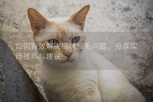 如何有效解決貓咪掉毛問題，分享實用技巧與建議