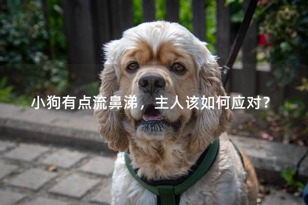 小狗有點流鼻涕，主人該如何應對？