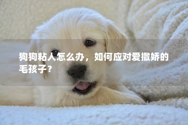 狗狗粘人怎么辦，如何應(yīng)對愛撒嬌的毛孩子？