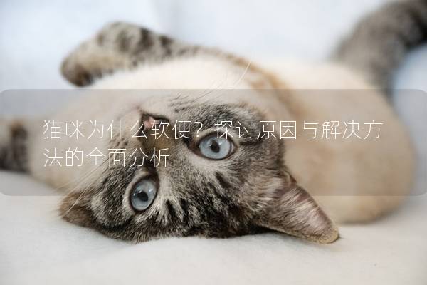 貓咪為什么軟便？探討原因與解決方法的全面分析