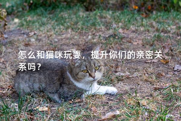 怎么和貓咪玩耍，提升你們的親密關系嗎？