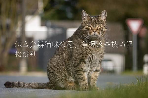 怎么分辨貓咪公母，掌握這些技巧輕松辨別
