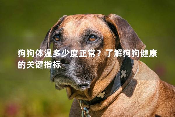 狗狗體溫多少度正常？了解狗狗健康的關(guān)鍵指標(biāo)