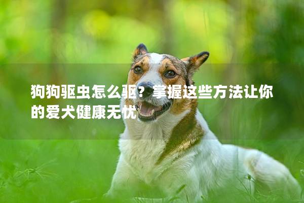 狗狗驅蟲怎么驅？掌握這些方法讓你的愛犬健康無憂