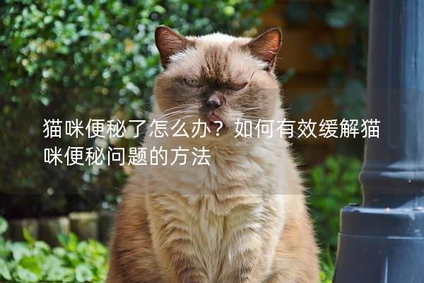 貓咪便秘了怎么辦？如何有效緩解貓咪便秘問題的方法
