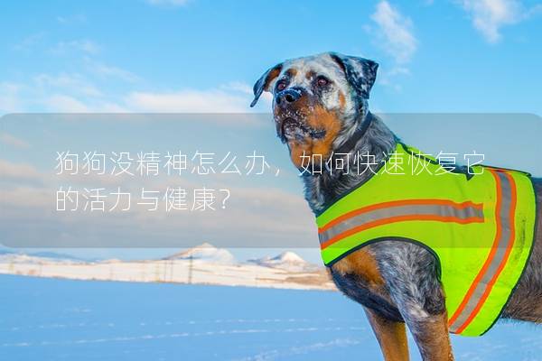狗狗沒精神怎么辦，如何快速恢復(fù)它的活力與健康？