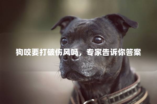 狗咬要打破傷風(fēng)嗎，專家告訴你答案