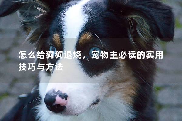 怎么給狗狗退燒,寵物主必讀的實用技巧與方法 怎么給狗狗退燒,寵物主必讀的實用技巧與方法