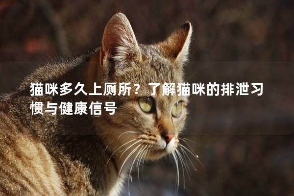 貓咪多久上廁所？了解貓咪的排泄習慣與健康信號