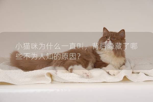 小貓咪為什么一直叫，背后隱藏了哪些不為人知的原因？