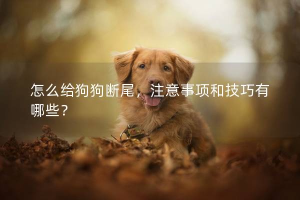 怎么給狗狗斷尾，注意事項和技巧有哪些？