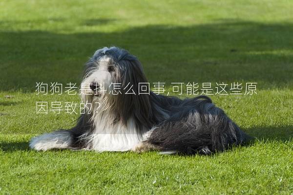 狗狗老是抖怎么回事,可能是這些原因?qū)е碌模?></em><p>狗狗老是抖怎么回事,可能是這些原因?qū)е碌模?/p><span>2025-05-20</span></a></li><li><a title=