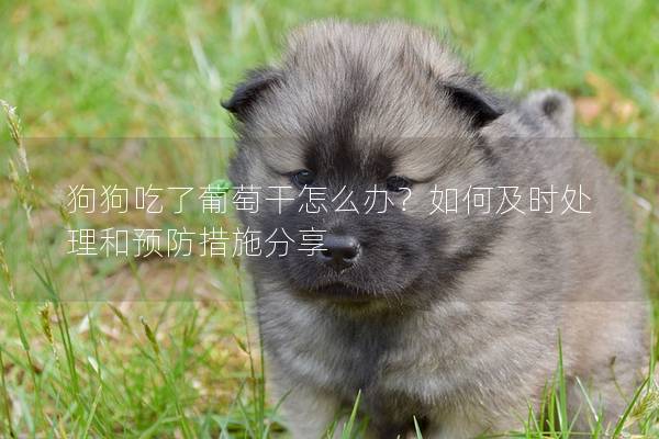 狗狗吃了葡萄干怎么辦？如何及時(shí)處理和預(yù)防措施分享