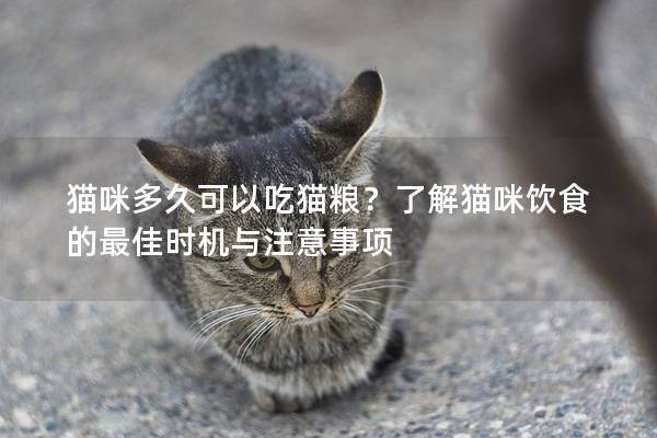 貓咪多久可以吃貓糧？了解貓咪飲食的最佳時機與注意事項
