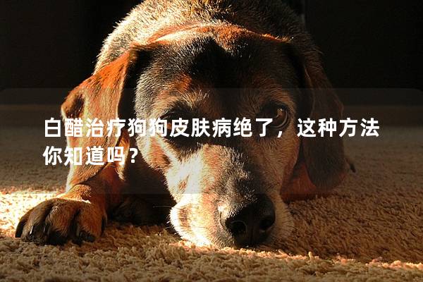 白醋治療狗狗皮膚病絕了，這種方法你知道嗎？