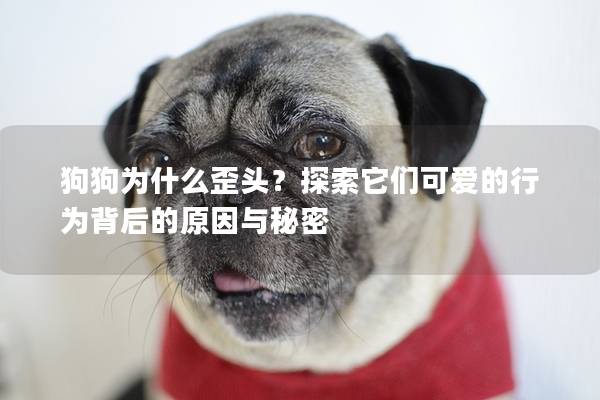 狗狗為什么歪頭?探索它們可愛的行為背后的原因與秘密 狗狗為什么歪頭?探索它們可愛的行為背后的原因與秘密