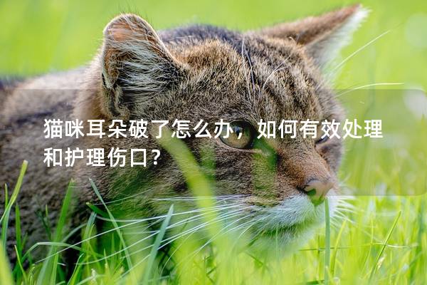 貓咪耳朵破了怎么辦，如何有效處理和護理傷口？