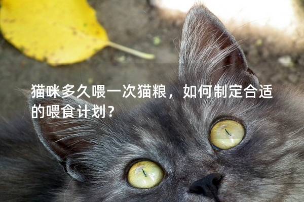 貓咪多久喂一次貓糧，如何制定合適的喂食計劃？